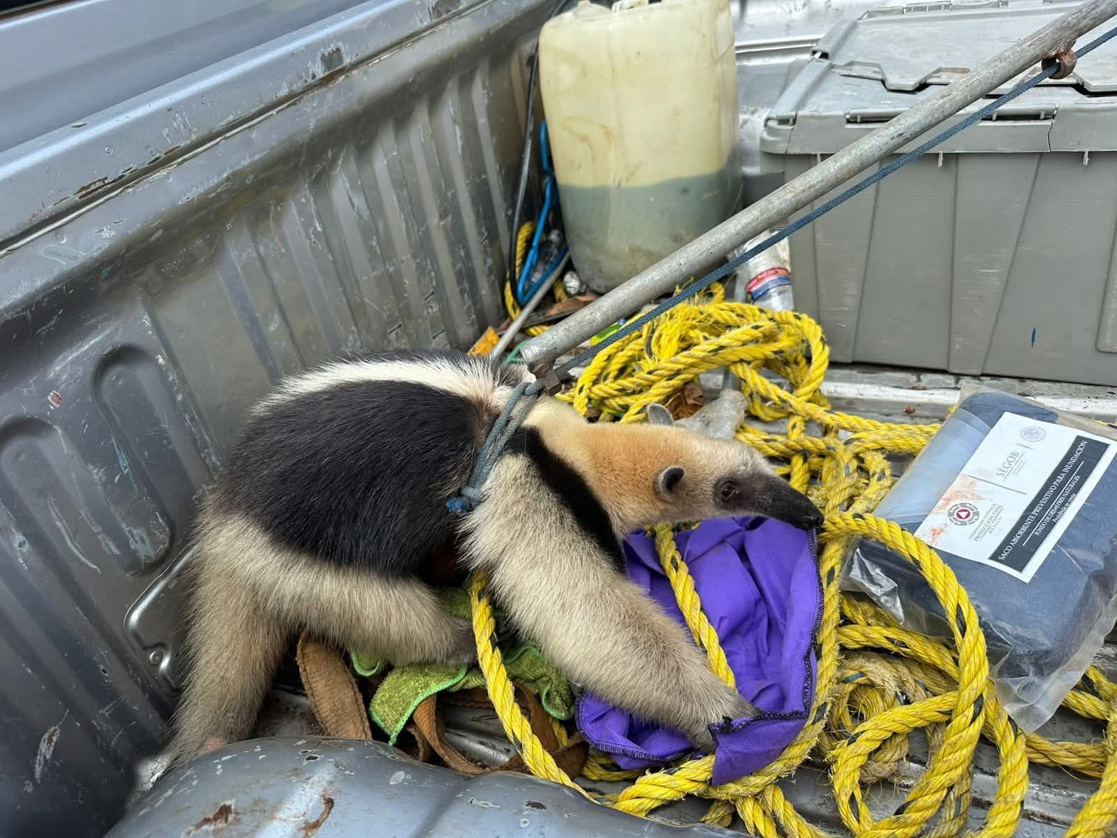 🚨 Oso hormiguero provoca movilización en pleno centro de Las Choapas