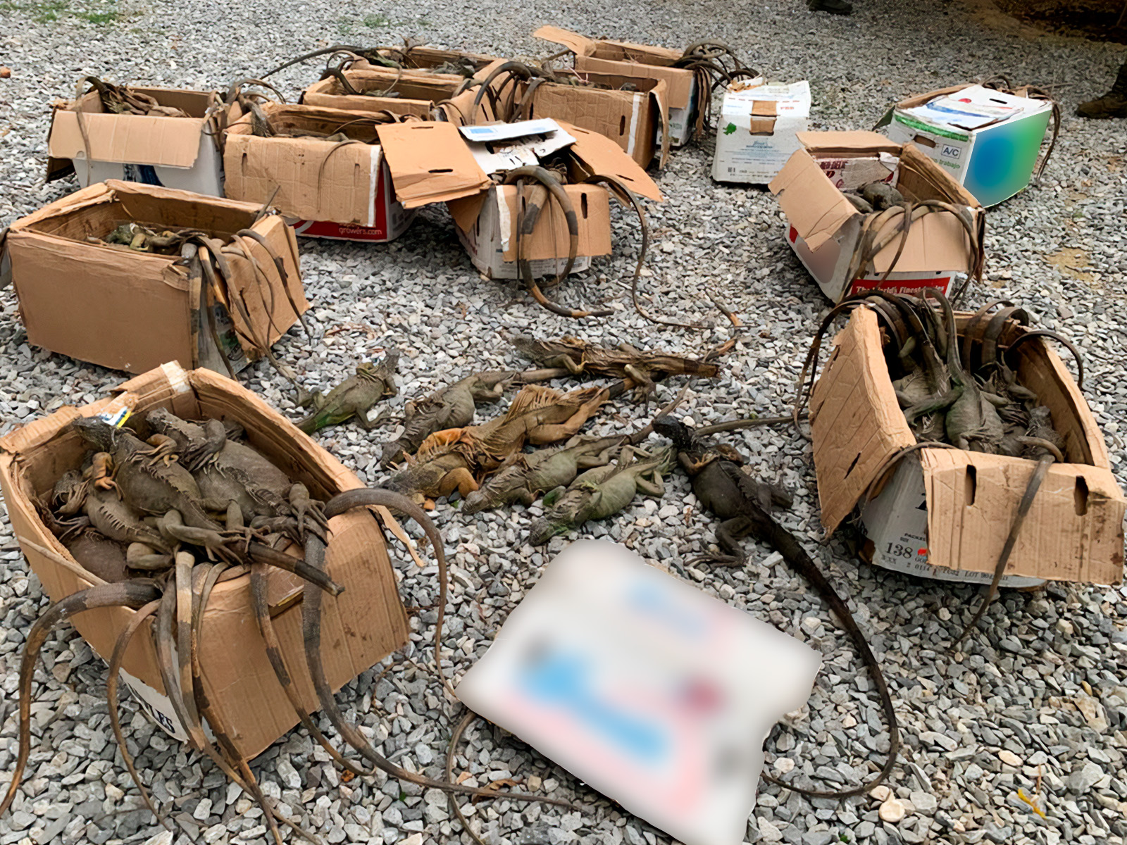 Rescatan 192 iguanas verdes traficadas en ruta Coatzacoalcos–Oaxaca