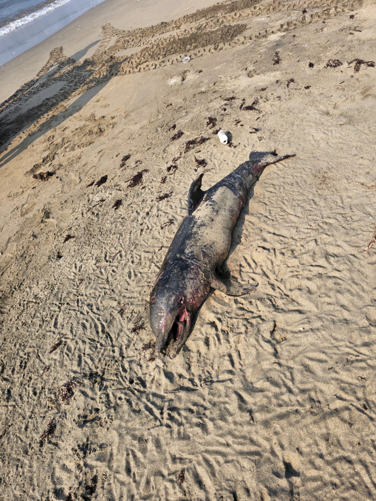 Hallan delfín sin vida en playas de Las Palmitas