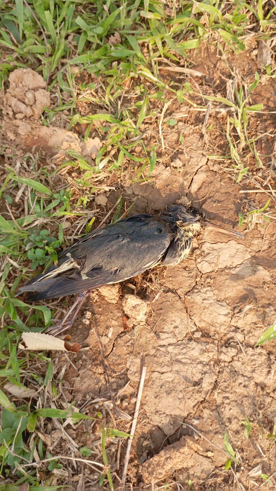 Agonía en el pozo Krem-1EXP: El desastre ambiental que asfixia a Las Choapas